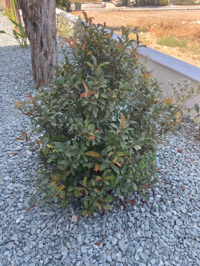 A dense, leafy green bush with some reddish-brown tinges on its leaves is centrally located in the frame. The bush is surrounded by a bed of light gray gravel. To the left of the bush, a portion of a tree trunk with rough, textured bark is visible. In the background, a light-colored wall or curb runs horizontally, and beyond that, dry, golden-brown grass and some scattered vegetation are present. The setting appears to be an outdoor area, possibly a garden or a public space, in Moni Community, Cyprus. The lighting suggests it is daytime.