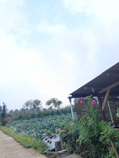 A landscape view shows a field of leafy green crops stretching up a hillside, with scattered trees at the top. A building with a dark roof and bamboo siding is on the right, adorned with flowering plants. A concrete path runs along the lower left. The sky is overcast with white clouds.