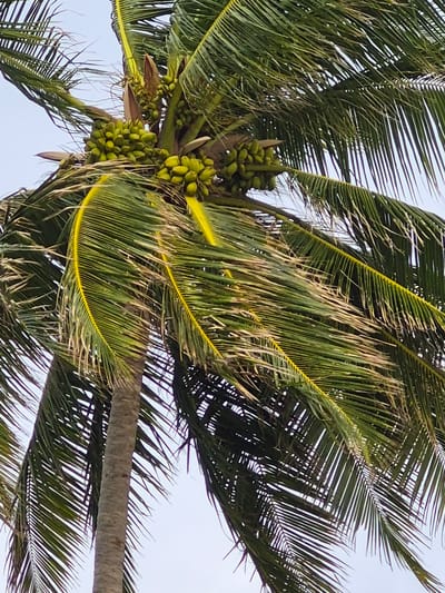 The image depicts a coconut palm tree, likely located in Bodufolhudhoo, Maldives. The perspective is from below, looking upwards into the canopy of the tree. Bunches of unripe green coconuts are clustered near the trunk. The palm fronds are a mix of green and yellowish-brown, indicating some aging or stress. The sky is visible in the background, appearing light blue or grey. The trunk of the tree is visible, showing a rough, textured surface.