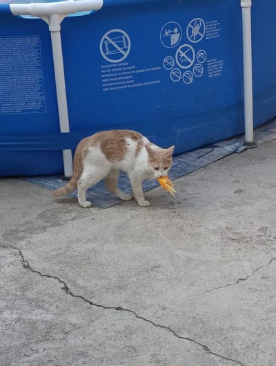 A tan and white cat is shown in the foreground of the image, holding a piece of orange food in its mouth. The cat is walking on a cracked concrete surface. Behind the cat is a large blue above-ground swimming pool. The pool has white supports and a blue liner. The side of the pool has several warning symbols and text in multiple languages, including "NO SLOPING GROUND", "NO JUMPING", and "NO DIVING". The background is out of focus, but appears to be an outdoor setting. The lighting suggests it is daytime, and the weather appears to be fair.
