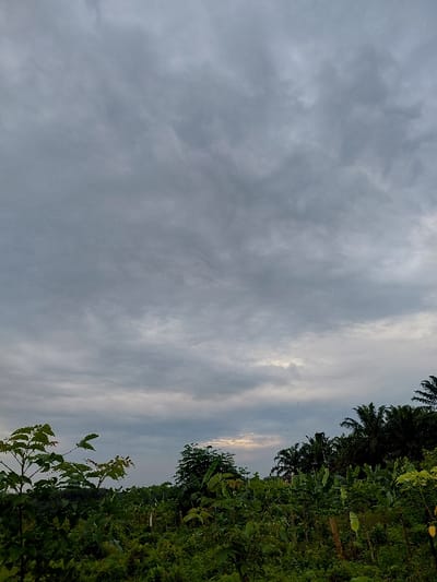 Overcast sky dominates the frame, filled with textured, gray clouds. A narrow strip of greenery lines the right edge, featuring various trees and foliage, some appearing banana plants. A hint of golden light breaks through the clouds near the horizon, suggesting either sunrise or sunset. The photo is oriented vertically.