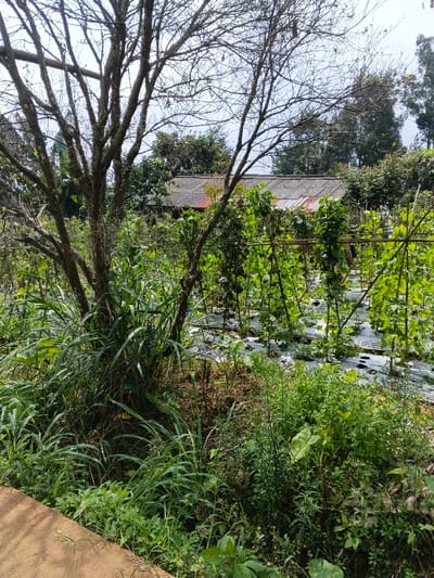This image depicts a vibrant, cultivated garden or small farm located in a rural setting, possibly Kampong Chhnang, Cambodia. The foreground is dominated by a large, deciduous tree with numerous bare, gnarled branches, suggesting it might be winter or the dry season, or simply a species that sheds its leaves.
Beneath and around this tree, and extending into the lower left and right portions of the frame, is a dense growth of green foliage, including tall grasses and various wild and cultivated plants. Beyond this natural border, the main feature is an organized garden plot. Here, numerous green crops, possibly climbing beans or similar vining plants, are growing upwards, supported by an elaborate structure of bamboo trellises and vertical poles. The ground in the cultivated rows is covered with white plastic mulch, a common agricultural technique used to retain moisture, control weeds, and manage soil temperature.
In the mid-ground, partially visible behind the trees and garden, is a rustic house or building topped with a corrugated metal roof, blending into the rural landscape. The background features more lush green trees against a bright, clear sky, indicating daytime under sunny weather conditions. No people are visible, and there is no discernible text in the image. The scene suggests active agricultural practice in a natural, sun-drenched environment.
