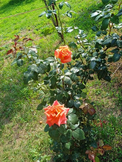 The image shows an outdoor scene with a rose bush in the foreground. The rose bush has multiple stems with dark green leaves and several blooming roses. The roses are a vibrant orange-pink color with layered petals. In the background, there is a grassy area with some dry patches and sparse vegetation. A thin, reddish-brown wire or string runs horizontally across the upper left portion of the image, supported by a thin, dark vertical element on the right. The lighting suggests it is daytime, with sunlight illuminating the scene and casting shadows. The location is described as Теңги, Kyrgyzstan. There are no people or animals visible in the image.