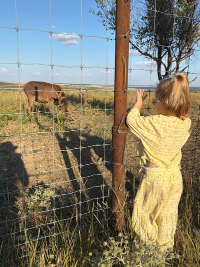 In Gornyi Balyklei, Russia, a young girl with blonde hair pulled into a ponytail, wearing a yellow checkered outfit with pink floral patterns, stands facing a wire fence. Her hands are raised, reaching towards the fence. Beyond the fence, two deer are visible in a grassy field under a bright blue sky with scattered clouds. One deer is partially obscured, grazing, while the other, a larger buck with antlers, is in the foreground, also grazing. Shadows of people and perhaps trees are cast on the ground. The fence is supported by a rusty metal post. The environment appears rural and arid, with dry grass and sparse vegetation.