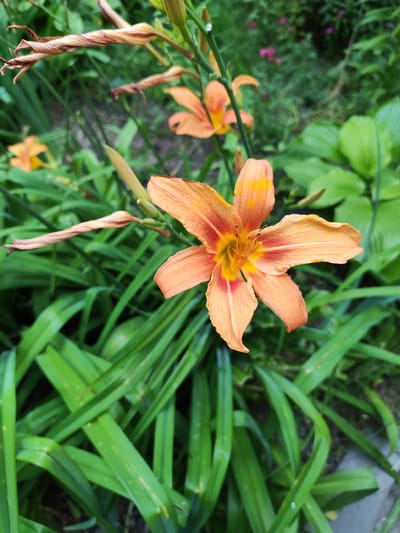In Volsk, Russia, an orange daylily blooms in a garden, its petals tinged with yellow and red. The flower, with its six pointed petals, stands tall amidst lush green foliage. Behind it, other daylilies, some still in bud, are visible. The background is a blur of green leaves and a hint of pink flowers, suggesting a vibrant garden setting. The scene is captured from a close-up perspective, focusing on the central bloom, with dried, withered stems in the foreground.