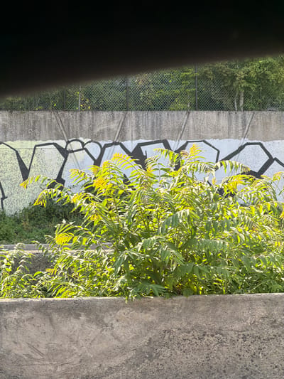 This image depicts a scene with a concrete wall featuring graffiti, a chain-link fence, trees, and foliage. The graffiti on the wall is in black and white, with large, angular shapes. Behind the fence, a dense area of trees and greenery is visible, suggesting an outdoor environment, possibly a park or wooded area. In the foreground, a lush green plant with compound leaves is prominently featured, catching the sunlight. The image appears to be taken from a slightly elevated position looking down on the vegetation and wall. The overall impression is one of an urban fringe or a neglected area within a city, with nature reclaiming a man-made structure. The location in Thiais, France, is not visually discernible from the image itself.