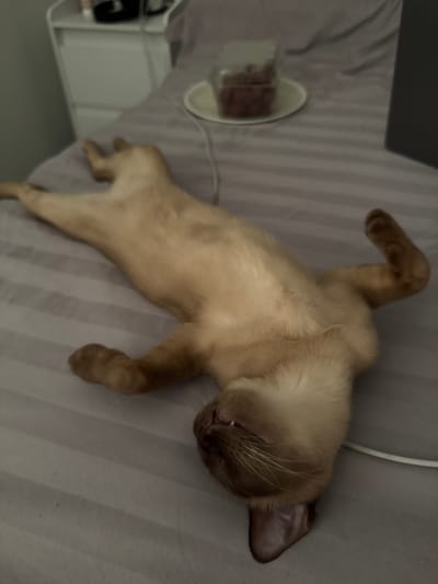 A light brown cat is sleeping on its back on a striped grey bed. The cat's eyes are closed, its mouth is slightly open, and its ears are relaxed. Its legs are spread out in a relaxed pose. To the left of the cat, on a bedside table, is a white drawer unit with items on top, partially obscured by the bed. To the right of the cat, there is a blurred dark rectangular object, possibly a laptop. In the background, on a plate, is a clear container filled with small red items, possibly berries. The scene is indoors, likely in a bedroom. No specific location in the city of Sohren, Germany, is indicated by the visual information provided.