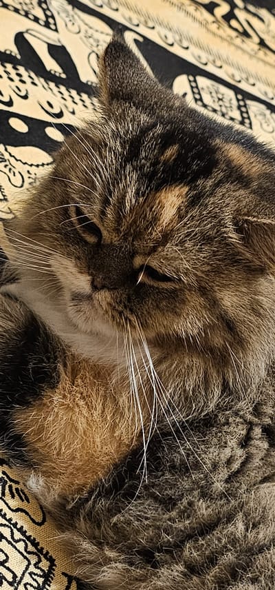 The image is a close-up, high-angle shot of a tabby cat lying on a patterned surface. The cat's face is the central focus, with its eyes mostly closed and its whiskers prominently displayed. The fur is a mix of brown, black, and tan stripes. The patterned surface beneath the cat appears to be a textile with a black and beige design. The lighting suggests natural light, casting subtle shadows on the cat's fur. There is no discernible location in Dogato, Italy, nor any indication of human presence or activity.