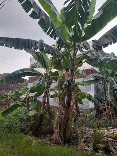 The image captures a scene dominated by several banana trees under an overcast sky. In the foreground and midground, approximately five to six banana trees are visible, characterized by their tall, thick trunks and expansive, green leaves. The leaves are large, some appearing slightly torn or frayed, fanning out across the upper and central parts of the frame. On one of the trees towards the left, a banana heart or flower is discernible, emerging from the top of the plant.
The ground beneath the trees is covered with a mix of green grass and some dry vegetation or debris, suggesting a somewhat unkempt, natural setting. In the background, partially obscured by the foliage, are various structures. These appear to be parts of buildings or walls, constructed from brick and concrete, some showing signs of age or being unfinished.
The sky is a uniform light grey, indicating an overcast day with no direct sunlight, which contributes to the soft, diffused lighting of the scene. There is no visible human activity or discernible text in the image. The presence of banana trees, common in tropical climates, aligns with the provided location context of Kecamatan Gempol, Indonesia, suggesting a natural or agricultural area bordering human habitation.