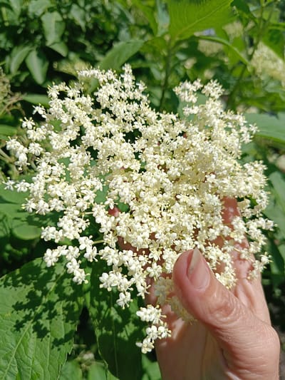 In the city of Niasvizh, Belarus, a person's hand gently holds a cluster of small, white elderflower blossoms against a backdrop of lush green leaves. The flowers are densely packed, forming a frothy, delicate mass. Sunlight illuminates the scene, casting subtle shadows from the leaves onto the flowers. The hand is positioned to the right of the frame, with its fingers partially obscured by the blossoms, revealing the texture of the skin and a neatly trimmed fingernail. The overall impression is one of natural beauty and a moment of quiet appreciation for the flora.