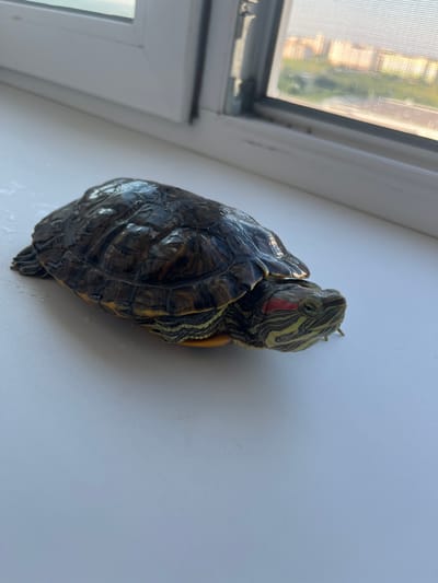 The media file shows a close-up, high-angle view of a red-eared slider turtle on a white, textured surface, possibly a windowsill. The turtle is positioned vertically, with its head and front legs extended upwards. Its shell is dark brown and intricately patterned with yellow and green markings. The turtle's head features distinct yellow stripes and a prominent red patch behind its eye. A partially visible window with a screen and sunlight filtering through is present on the left side of the frame, suggesting an indoor setting near a window. The lighting indicates it is daytime, and the ambient light is bright, casting soft shadows. There is no visible text in the image. The overall impression is a still life of a pet turtle basking in natural light.
