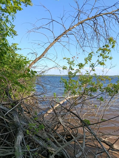 A bright, sunny daytime shot captures a close-up view of a densely packed thicket of fallen branches and tree trunks in the foreground, leading towards a wide, calm body of water in the background. The branches are a mix of light and dark gray, with some green leaves still attached to a few of them. The water, a deep blue with ripples, stretches to the horizon where a faint, green treeline is visible. The sky above is a clear, bright blue, with a few wispy white clouds. This natural scene appears to be located near the bank of a river or lake.
