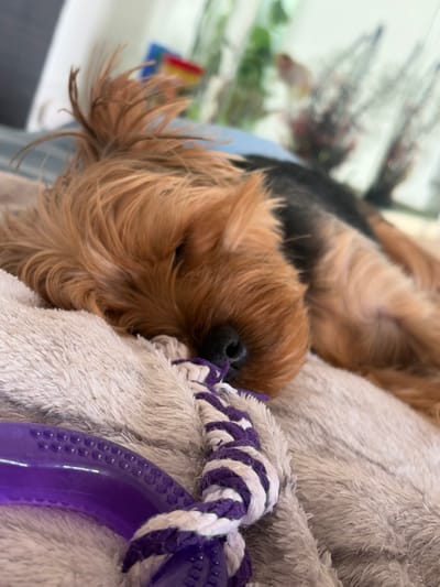 The media file is a close-up, shallow depth of field shot of a small, light brown dog sleeping. The dog's fur is the dominant element, with shades of light brown, tan, and darker brown visible. The dog appears to be a Yorkshire Terrier or a similar breed. It is curled up, nestled within a soft, fluffy, light gray blanket or stuffed animal.
A purple and white braided rope toy is partially visible, resting on the blanket next to the dog. The dog's head is resting on the blanket, with its eyes closed. A hint of its black nose is visible. The background is blurred, but appears to be an indoor setting, possibly a home. In the far left of the frame, a hint of a glass-fronted object, potentially an aquarium or display case, with faint colors and shapes is visible, but it is too out of focus to identify clearly.
The overall impression is one of peace and comfort, with the dog appearing to be in a deep sleep. There are no discernible time of day or weather cues. The emotional tone is serene and cozy. There is no visible text in the media file. The location context is Agios Athanasios Municipality, Cyprus, but this information is not visually evident from the image itself.
