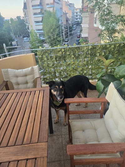 The image depicts a balcony in the Municipal Unit of Nea Filadelfeia, Greece. A black and tan dog stands on the tiled floor, facing the camera. The dog is wearing a green bandana. In the foreground, a wooden slatted table and chairs with light-colored cushions are visible. Behind the dog, a fence covered in artificial greenery serves as a backdrop. Beyond the balcony, buildings and a street with parked cars and trees can be seen, indicative of an urban residential area. The sky is overcast, suggesting it is either early morning or late afternoon.