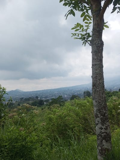 The scene depicts an expansive outdoor landscape overlooking a city in Vieng Phouka, Laos, under an overcast sky. In the immediate foreground on the right, the textured, lichen-covered trunk of a tree stands vertically, its branches with green leaves extending into the upper right. The ground in the foreground and midground consists of a sloping hillside covered in dense green vegetation, including tall grasses, various bushes, and scattered plants bearing small white flowers. In the background, a sprawling urban area with numerous buildings extends horizontally across the horizon, appearing somewhat hazy due to distance and atmospheric conditions. Distant mountains or hills are vaguely visible beyond the cityscape. No individuals or specific actions are discernible within the frame. The overall environment suggests a natural, elevated vantage point overlooking a populated valley or plain.