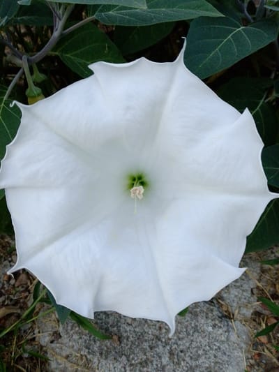 A close-up, overhead view of a large, white Datura flower is shown. The flower has a trumpet-like shape with five prominent, ruffled lobes. Its center is a pale green, and a stamen with a cream-colored tip is visible. The flower is surrounded by dark green leaves and stems. The ground beneath is a mix of dry leaves, soil, and a grey, speckled rock. The image does not contain any information about the city of Staroshcherbinovskaya, Russia.