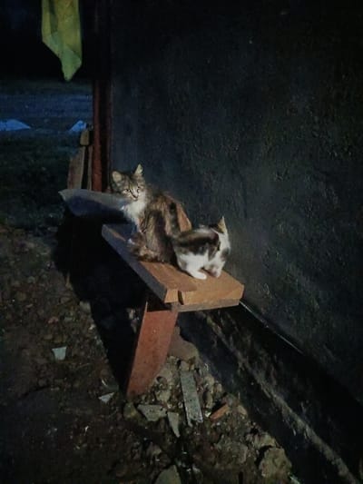 The image shows two cats on a wooden bench in what appears to be a dark, outdoor setting, possibly in Litynia, Ukraine. The cat on the left is larger and appears to be an adult, with brown and white fur and striking green eyes. It is sitting facing the camera, with its body turned slightly to the right. The cat on the right is smaller, likely a kitten, with white and dark brown markings. It is positioned to the right of the adult cat, facing away from the camera and looking towards the right. The bench is made of rough-hewn wood and is supported by metal or wooden legs. The background is dark and somewhat indistinct, with hints of foliage and a dark, textured wall. The ground beneath the bench is covered with debris, including dirt, small stones, and what appear to be broken pieces of wood or concrete. A green, fabric-like object is visible hanging in the upper left portion of the image. The lighting is dim, suggesting it may be dusk, dawn, or nighttime.