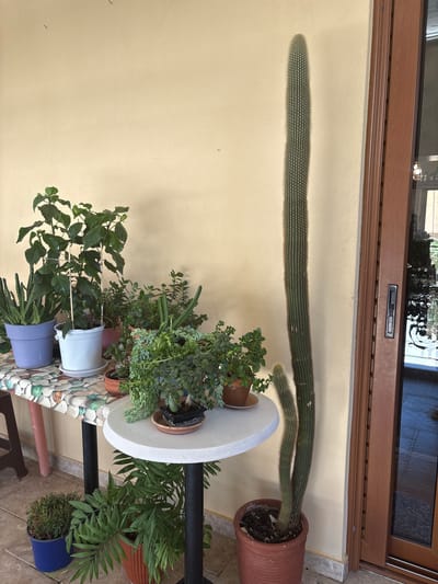 A collection of potted plants is displayed outdoors on a patio area next to a building with a light yellow wall and a wooden framed door. A long, thin, tall cactus plant with multiple stalks stands in a large brown pot in the foreground, to the right of the image. To the left of the cactus, a small, round, white table holds several smaller potted plants, including succulents and trailing plants. Behind the white table, a longer, rectangular table is covered with a patterned tablecloth featuring floral and stone-like designs. This table displays more potted plants, including a large hibiscus plant in a white pot, an aloe vera plant in a purple pot, and other green leafy plants. In the bottom left corner, two more potted plants are visible on the tiled floor: a small, dry-looking plant in a blue pot and a larger, leafy palm-like plant in a brown pot. The scene appears to be in a residential area in Ilion, Greece, suggested by the building's architecture and the outdoor setting.