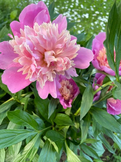 This media file is a close-up, horizontal shot of several pink and pale pink peonies with green leaves. The main subject is a large, fully bloomed peony in the foreground, its petals layered and ruffled, transitioning from a deep pink on the outer edges to a lighter, almost creamy pink towards the center. Behind it, other peony blooms are visible, some partially open and some in full bloom, displaying similar color variations. The lush green foliage of the peony plants fills the background and surrounds the flowers. The lighting suggests it might be daytime, with soft light illuminating the delicate textures of the petals. The overall impression is one of natural beauty and the vibrant display of flowers in bloom. The context indicates this scene is from Izborsk, Russia. No people, text, or specific activities are depicted.