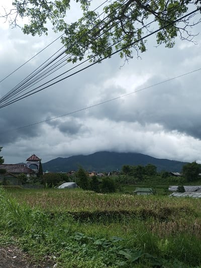 An outdoor scene in Palasari, Indonesia, depicts a rural landscape under an overcast sky. The upper frame is partially obscured by dark tree branches with green leaves and multiple taut utility wires spanning diagonally from top-left to mid-right. In the mid-ground on the left, a building complex is visible, featuring a structure with a reddish-brown tiled roof and an arched, light-colored tower-like element, likely a mosque or religious building, surrounded by other residences. Further right, a dense, dark green mountain range dominates the horizon, its upper portions shrouded in heavy grey clouds or fog. The foreground is comprised of extensive green and golden-brown vegetation, characteristic of agricultural fields, possibly recently harvested, interspersed with smaller green plants and some broad-leafed flora. Several small, low-lying structures, some covered with light-colored tarps, are scattered within these fields. No individuals or active interactions are discernible.