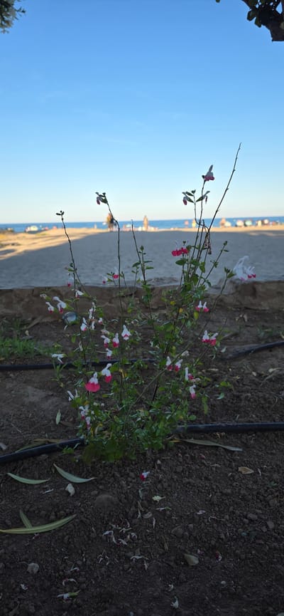 The image captures a small flowering plant with red and white blossoms positioned next to a beach in El Port de Sagunt, Spain. The background features a sandy beach, the Mediterranean Sea, and a clear blue sky. The ground around the plant consists of dark soil with irrigation pipes. A few fallen leaves and blossoms litter the ground.