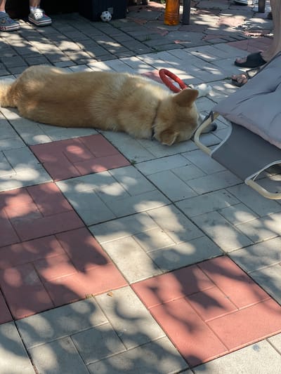A light brown dog lies on its stomach on a patio made of interlocking concrete pavers. The pavers are arranged in a checkerboard pattern with some red and some grey tiles. The dog is resting its head on the ground, facing away from the camera. In the background, the feet of two people wearing Crocs and flip-flops are visible, along with a soccer ball and part of a table. A large, grey cushion is to the right of the dog. The scene appears to be outdoors, possibly in a backyard or public space in the city of Kobeliaky, Ukraine, given the context. Sunlight casts dappled shadows across the patio.