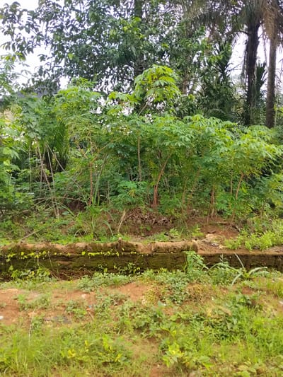 The image depicts a vegetated area, likely located in or near Akwa Etiti, Nigeria. A row of cassava plants with characteristic palmate leaves is prominent in the midground. Behind the cassava, taller trees and vegetation form a dense backdrop, including what appears to be a palm tree. In the foreground, a low retaining wall or raised edge separates the planting area from a lower ground level covered in grass and smaller plants. The ground is primarily earth-toned with patches of green. No people are visible.
