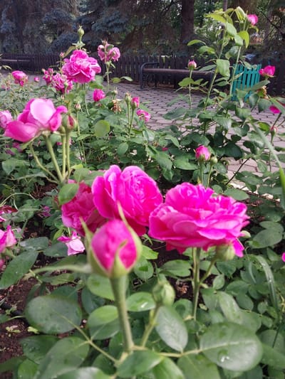 A close-up, low-angle shot captures a cluster of vibrant pink roses in bloom, with a few buds showing. The roses are in focus in the foreground, their petals glistening with water droplets, suggesting recent rain or dew. Behind the roses, a paved pathway made of interlocking bricks is visible, bordered by a wooden fence and a green metal grate. In the background, large trees with dark foliage and a wooden bench can be seen, indicating a park or garden setting. The overall environment appears to be a well-maintained outdoor space, possibly in the city of Chernorech'e, Russia, given the specific context. There are no people or animals visible in the image.