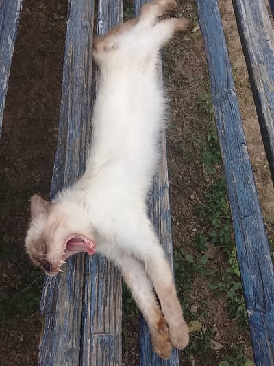 A light-colored cat with brown points is lying on its back on a weathered blue wooden bench. The cat is stretching and yawning widely, revealing its pink tongue and sharp teeth. Its eyes are closed. The bench is outdoors, with dirt and green plants visible on the ground beside it. The image appears to be taken during the daytime. There are no other living beings or man-made objects in the immediate vicinity of the cat and bench. There is no information available about the location in the city of Кочержинский, Russia.