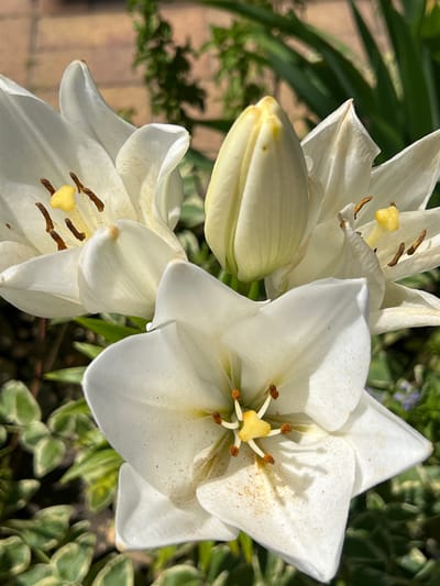 The image is a close-up shot of white lilies in bloom, with one unopened bud. The flowers have delicate, curved petals, and their stamens with brown anthers and yellow stigmas are visible. The background is slightly blurred, showing green foliage and a hint of a paved area. The scene is likely outdoors, given the natural lighting and the presence of plants. The location is specified as Novaya Adygeya, Russia, suggesting a garden or park setting. There are no people or animals visible in the image.