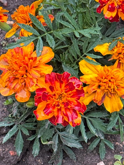 In Naro-Fominsk, Russia, a close-up, top-down view captures a cluster of marigolds in a garden bed. The flowers exhibit vibrant colors, ranging from deep orange and yellow to red, with some petals showing a wet sheen, suggesting recent rain or watering. The marigolds have intricate, ruffled petals and are surrounded by their characteristic feathery green foliage. The soil is dark and appears moist, with a few small pebbles and debris visible. The overall impression is of a lush, natural setting, with the focus solely on the beauty of the blooming flowers.