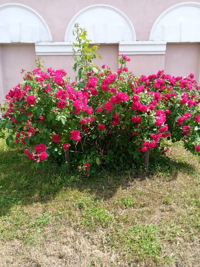 In Romodan, Ukraine, a dense rose bush with numerous bright pink roses is situated in front of a pastel pink wall with white arched decorative elements. The rose bush is supported by two wooden stakes and surrounded by green grass and patches of dry, brown vegetation. The image is taken from a medium distance, with the rose bush occupying the majority of the frame. No people are visible in the scene.