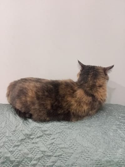 A tortoiseshell cat is curled up on a light blue textured surface, with its back to the camera. The cat's fur has patches of brown, black, and orange. The background is a plain, light-colored wall. The scene is indoors, and there are no visible people or other animals. There is no information that can be used to determine the location of Markova, Russia.