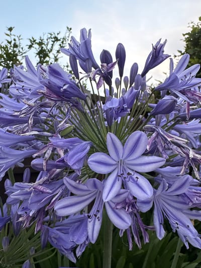 The image displays a close-up view of a cluster of Agapanthus flowers, commonly known as Lily of the Nile, in bloom. The flowers are a vibrant shade of violet-blue, with delicate white stripes running down the center of each petal. Some of the flowers are fully open, revealing their intricate stamen, while others are still in bud form, tightly closed. The background consists of lush green foliage and a pale blue sky with wispy clouds. The lighting suggests it is either early morning or late afternoon. There are no people or animals visible in the scene. The overall impression is one of natural beauty and tranquility. The image is a photograph taken outdoors, likely in a garden or park setting within the city of Chelmsford, United Kingdom.