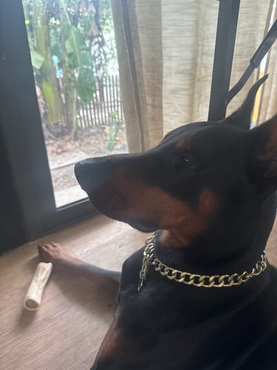 A Doberman Pinscher with a thick silver chain collar is lying on a light wood floor next to a bone-shaped chew toy. The dog is positioned near a window or glass door that looks out onto a lush green, tropical environment. The location is Moo 4, Thailand, based on external knowledge. The light suggests daylight. No people are visible. The dog is not actively interacting with the bone.