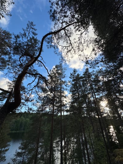 This image depicts a serene natural landscape likely near Ruch'i, Russia, characterized by a tranquil lake framed by a dense forest of tall pine trees. The perspective is low-angle, looking upwards through the branches of the trees towards a bright blue sky dotted with fluffy white clouds. The sunlight filters through the dense foliage, creating a dappled effect and illuminating some of the tree trunks. The lake, reflecting the sky and trees, occupies the lower left portion of the frame, bordered by lush green vegetation on its far side. A prominent, gnarled pine tree trunk with twisted branches curves into the frame from the left, adding a sense of age and character to the scene. The overall atmosphere is peaceful and untouched, highlighting the beauty of the natural environment.
