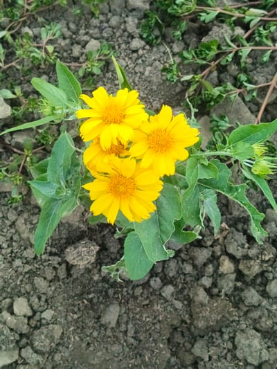A cluster of four bright yellow flowers, likely daisies or sunflowers due to their appearance, are the central subjects of this medium shot. They are positioned slightly to the left of the frame's center, with their petals fully open and their centers a deeper yellow. The flowers are surrounded by lush green leaves, some of which are unfurling while others are broad and somewhat damaged, showing signs of insect activity. Two green buds are also visible on the right side of the plant. The flowers and foliage are set against a backdrop of dark, dry soil, with small pebbles and dried plant matter scattered across the ground. In the upper portion of the image, faint green weeds with thin stems and small leaves are visible, indicating a natural, outdoor setting. The lighting suggests it is daytime, likely outdoors, possibly in a garden or a field. No people are visible, and there is no text in the image. The scene evokes a sense of nature and growth, with the vibrant flowers adding a cheerful element to the earthy tones of the soil.