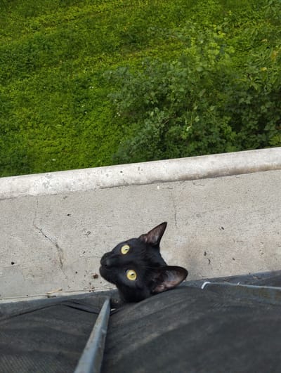 A black cat with bright yellow eyes is peeking over a concrete ledge, looking upwards. The ledge appears to be part of a building's rooftop or balcony. Below the ledge, a dark, textured surface, possibly roofing material, is visible, along with a metal bar. In the background, lush green vegetation, including grass and bushes, stretches across the scene. The image was taken on a bright, possibly overcast day, given the lighting conditions. There is no indication of specific location within Ruda Śląska, Poland.