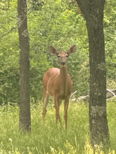 An adult deer stands in a grassy area between two trees in the Town of Dell Prairie, United States of America. The deer is facing the camera with its head slightly tilted. Its fur is a light brown color, and its ears are perked up. The trees are tall and have rough bark. The grass is green and appears to be overgrown. In the background, there are more trees and foliage. The lighting suggests it is daytime.