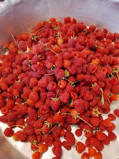 This media file shows a close-up, overhead view of a large quantity of ripe raspberries piled high in a silver basin. The raspberries are a vibrant red color, with some showing hints of orange, indicating ripeness. Many of the berries still have their green stems attached. The texture of the raspberries is visible, with their characteristic bumpy surfaces. The silver basin appears to be metal and is slightly reflective, catching some light. The setting suggests a harvest or preparation of fruit, likely in a domestic or agricultural context. There are no people or specific location cues in the image besides the hint of the basin, but the context provided places the scene in Oghuz, Azerbaijan. The lighting appears to be natural, and the overall impression is one of abundance and freshness.