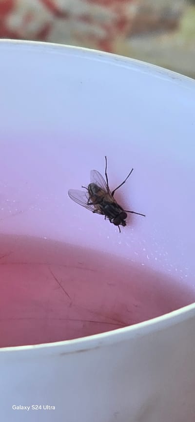 A dead fly is on a pink surface. The fly is dark brown with visible wings and legs. The background is blurred and shows a red and white checkered pattern. The surface appears to be the inside of a cup or bowl. The text "Galaxy S24 Ultra" is in the bottom left corner of the image. No location in Almaluu, Kyrgyzstan is discernible from the image.
