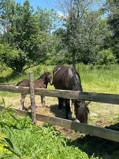 This is a photograph taken outdoors on a sunny day, featuring two horses in a fenced enclosure. The enclosure is constructed of rough-hewn wooden planks and posts, with dry hay visible on the ground inside. In the foreground, a young, dark brown foal stands facing left, its body partially obscured by the wooden fence. To its right and slightly behind, an adult dark brown horse is grazing, its head lowered to the ground. The background consists of lush green grass and a line of trees under a bright blue sky. The scene appears to be a rural setting, possibly a farm or pasture. There are no people visible in the image. The location is identified as South Dundas, Canada, a township in Eastern Ontario known for its agricultural landscape and rural communities.