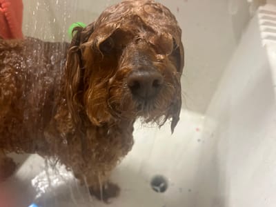 A medium-sized, reddish-brown, curly-haired dog stands in a white bathtub, actively being showered with water. The dog's fur is completely saturated, matted, and dripping, with multiple streams of water visible cascading over its back and head. A small, bright green cylindrical clip is positioned on the top of its head, behind the left ear. The dog's face is oriented towards the viewer, displaying a wet snout and fur. The white bathtub features a dark drain stopper at its base and scattered, faint multi-colored speckles on its interior surface. A ribbed surface is visible on the upper right interior wall of the tub. A blurry, reddish-orange object is partially visible in the upper left background. This scene is situated within a private residence in the city of Rancho Palos Verdes, United States.