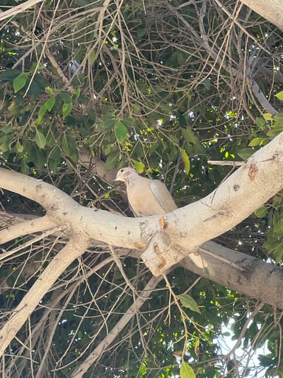 A single Eurasian collared dove (Streptopelia decaocto) is perched on a thick, light-colored tree branch within the city of La Unión, Spain. The bird, positioned in the central-right of the frame, faces left with its head slightly turned, exhibiting light beige plumage and a dark eye. The branch supporting the bird is robust, horizontally oriented, and covered in textured, light grey bark. The surrounding environment consists of a dense tree canopy, characterized by numerous slender, bare branches interlaced with green leaves. Dappled sunlight filters through the foliage, creating varying light conditions across the scene. No other subjects or interactions are visible.