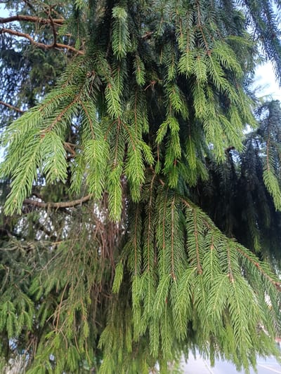 A close-up, eye-level shot focuses on the dense, green needles of a spruce tree in Niasvizh, Belarus. The needles are characteristic of a spruce, being short, sharp, and arranged spirally around the branches. Some branches hang down, creating a curtain-like effect. In the background, other branches and the sky are visible, with some areas appearing blurred due to the shallow depth of field. The overall impression is one of lush, natural foliage within an urban environment.