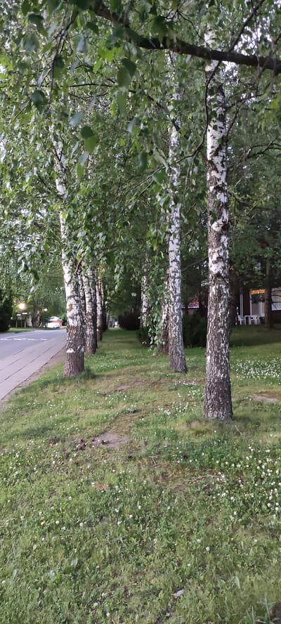 This is a vertical, eye-level shot of a row of birch trees lining a grassy path next to a road. The trees are tall and slender, with the characteristic white bark and dark markings of birch trees. Their leaves are a lush green and fill the upper portion of the frame, creating a canopy effect.
The ground is covered in a thick green grass, dotted with small white wildflowers and some scattered pinecones. The path appears to be dirt or gravel and winds its way between the trees and the road. To the left, a paved road is visible, with a grey surface and a faint white line marking the edge. A streetlamp is visible in the distance on the left side of the road.
To the right of the trees, a building with a dark facade and white-trimmed windows can be seen. Several white plastic chairs are placed outside the building. The lighting suggests it is either early morning or late evening, with soft, diffused light that doesn't cast harsh shadows. The overall atmosphere is peaceful and natural. No people are visible in the frame.
