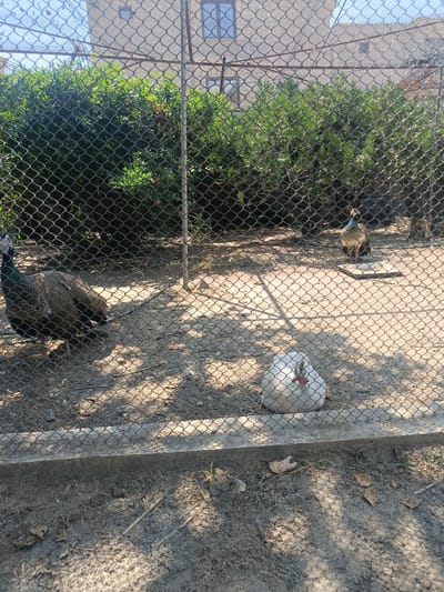 This image depicts a fenced enclosure containing three birds. In the foreground on the left, a peacock stands, its iridescent plumage visible. In the center, a white hen is seated, its red comb prominent. Further back on the right, another peacock is standing. The enclosure is filled with sandy ground and scattered dry leaves, with a line of dense green bushes forming the backdrop. Behind the bushes, a building with windows can be seen. The sunlight creates dappled shadows across the sandy floor, suggesting it is daytime. The scene appears to be an aviary or zoo enclosure in General Todorov, Bulgaria. No text is visible in the image.