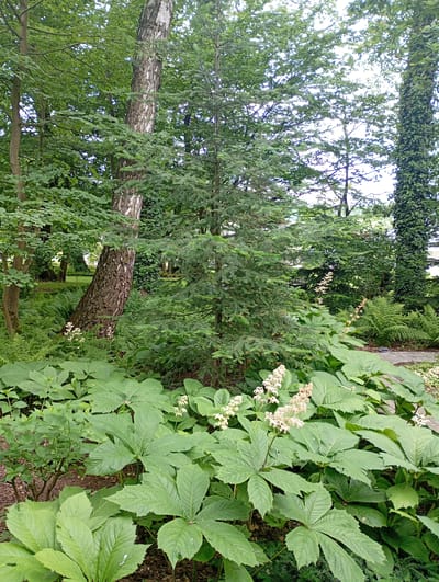 The image depicts a lush garden scene in Nowa Wieś Szlachecka, Poland, characterized by dense greenery and mature trees. In the foreground, large-leaved plants with sparse, creamy-white flower stalks dominate the lower half of the frame. Behind these, a tall, slender evergreen tree stands prominently. To the left, a deciduous tree with a textured, white-and-brown bark is angled towards the foreground. Further back, the scene opens to a variety of other trees and ferns, creating a layered effect of foliage. A stone pathway is partially visible to the right. The overall impression is one of a well-established, naturalistic garden setting, with no people or animals present. The lighting suggests an overcast day or dappled sunlight filtering through the canopy.