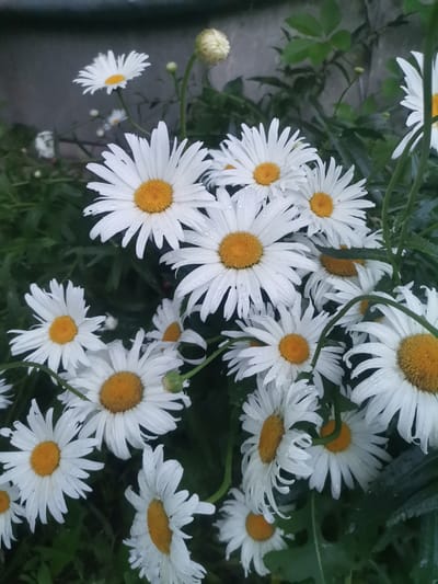 A close-up, eye-level, outdoor shot showcases a cluster of white daisies with yellow centers, some with water droplets clinging to their petals. The daisies are primarily in focus, set against a background of dark green foliage and a muted, textured wall or surface. The lighting appears to be overcast or diffused, casting a soft glow on the flowers. The scene evokes a natural, possibly garden setting. No people are present, and the focus is exclusively on the flora. The image does not provide any specific information to determine its location in Mineralnye Vody, Russia, or any other city.