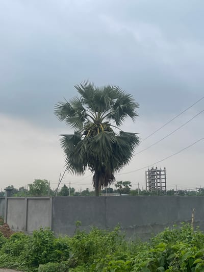 The image shows a toddy palm tree in Purbachal, Bangladesh. The tree, bearing fruit, stands near a concrete wall and overgrown vegetation. Overhead power lines are visible against a cloudy sky. A partially constructed metal structure rises in the background. The photograph is taken from a low angle, orienting the scene vertically.